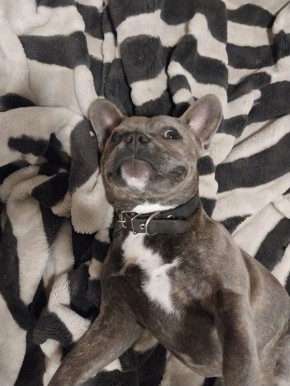 Пропал французский бульдог мраморного (серого) окраса