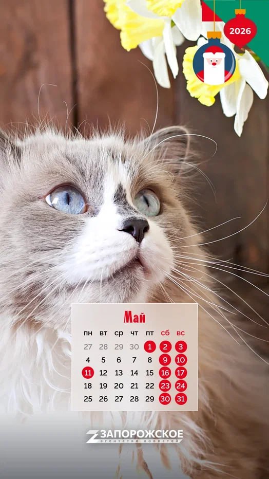 Мрр-мяу! — на кошачьем это значит «С Новым годом!» Мрр-мяу! — на кошачьем это значит «С Новым годом!»