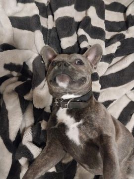 Пропал французский бульдог мраморного (серого) окраса