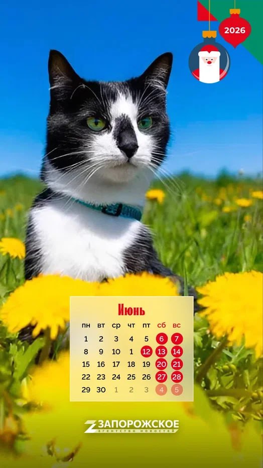 Мрр-мяу! — на кошачьем это значит «С Новым годом!» Мрр-мяу! — на кошачьем это значит «С Новым годом!»