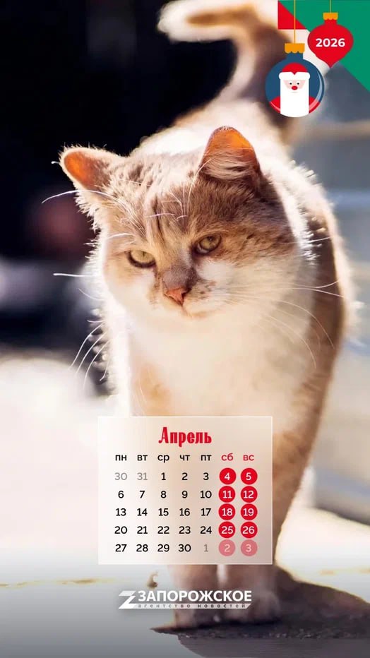 Мрр-мяу! — на кошачьем это значит «С Новым годом!» Мрр-мяу! — на кошачьем это значит «С Новым годом!»