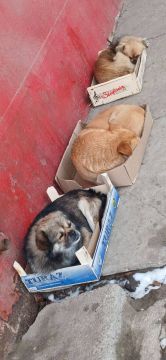 Желаем солнечного утра! Желаем бодрости и сил! Чтоб каждый день обычной жизни, Лишь только радость приносил