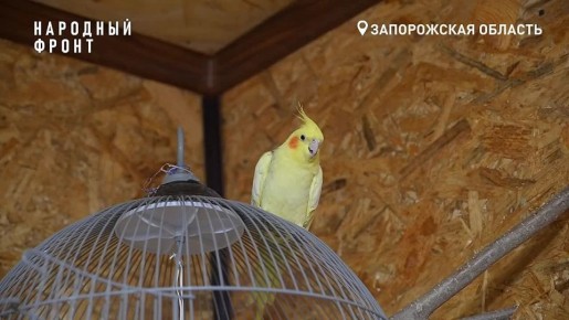 Боевой попугай Рома служит на Запорожском направлении