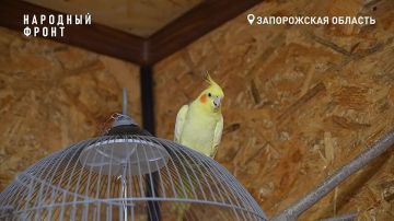 Боевой попугай Рома служит на Запорожском направлении