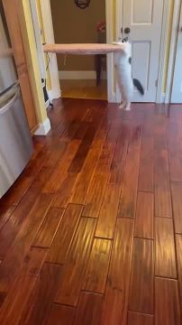 ���������� � ����������. � ��� ���� �������� ��������? �������������� �� ����������� ������� � MAX, Telegram � ��������� � �������� � ��������