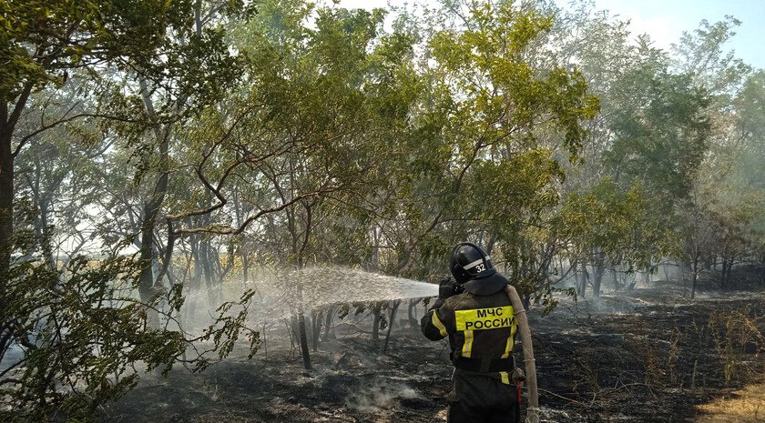 Сотрудники Мелитопольского лесхоза в 2025 году потушили около 40 лесных пожаров