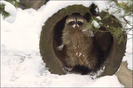 ������ ����, ������� ����������! ������ ����, ���������!