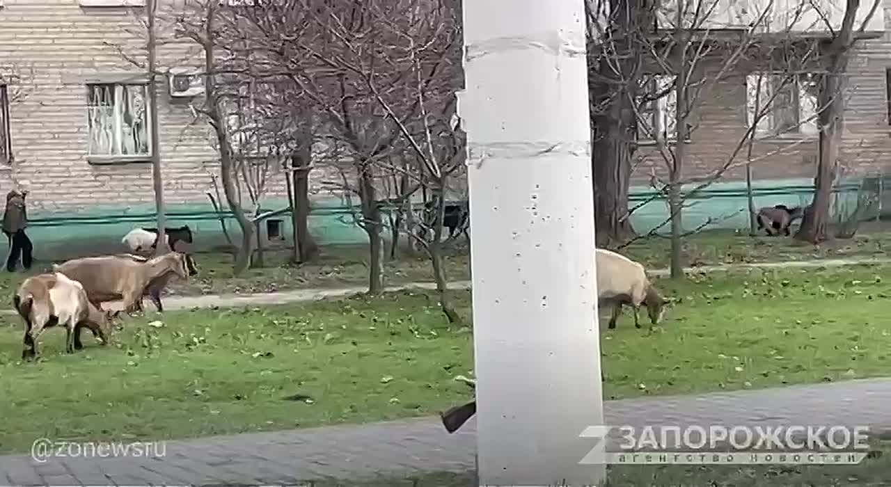В Мелитополе можно увидеть необычную картину: стадо коз, пасущееся на клумбах прямо у многоэтажек