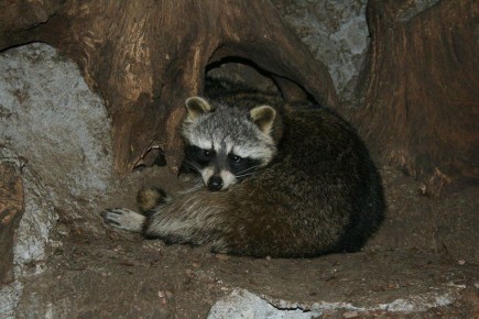 ������ ����, ������� ����������! ������ ����, ���������!