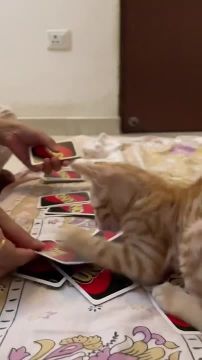 ���� �������� ���������. � ��� �� ��������� ��������� ����������� ������? �������������� �� ����������� ������� � MAX, Telegram � ��������� � �������� � ��������