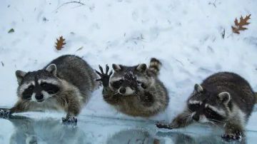 ������ ����, ������! �������� ��� ��� � ��������� ����������!