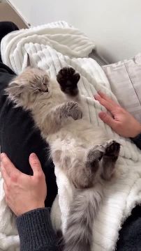 ��� � �������� ����. � ��� � ��� ������ ������ ������� ����? �������������� �� ����������� ������� � MAX, Telegram � ��������� � �������� � ��������