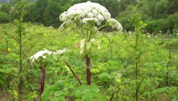 С 1 марта 2026 года в России вступают в силу новые правила, касающиеся ответственности за состояние сельскохозяйственных земель