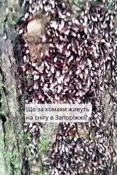 Вот его сейчас как раз и не хватало!