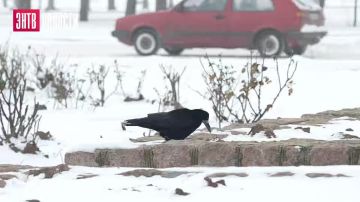 ����� ������� ������ � ����������: �������� �� ��� ������� �����