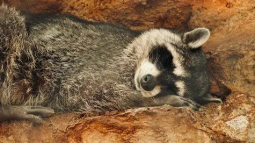 ������ ����, ������� ����������! ������ ����, ���������!