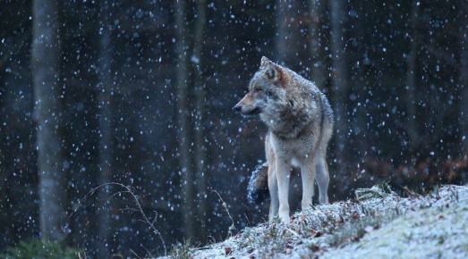 � ���������� ����������� ������� ����������, ��� ����� ���� ��� ������� � ������