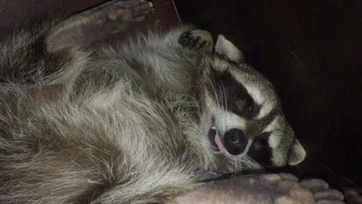 ������ ����, ������� ����������! ������ ����, ���������!