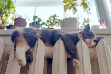 � ��������� ������� 19 ������ �������� ��������� ���������