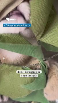 � ��� ������ ����������� ������ ����: ����� ������� � ����� ��������, ������ �������