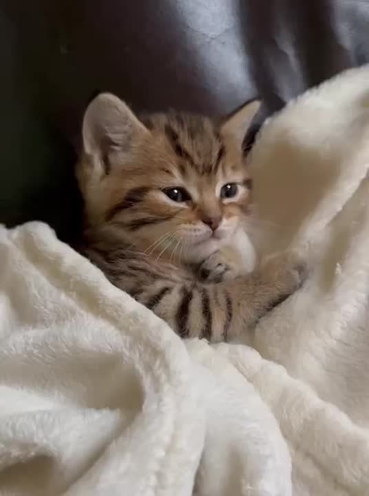 ����� ������� ����. ��������� ������ ����, ����� ����� ���� �� ������