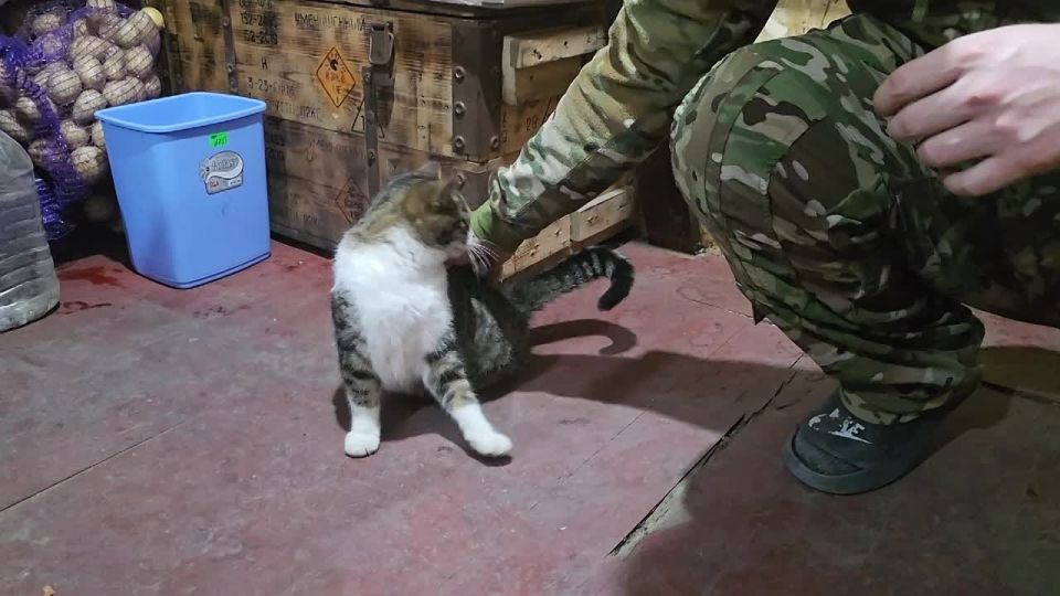 �������� "���" - ��������� �������� ��������� ������ �� ����������� �����������