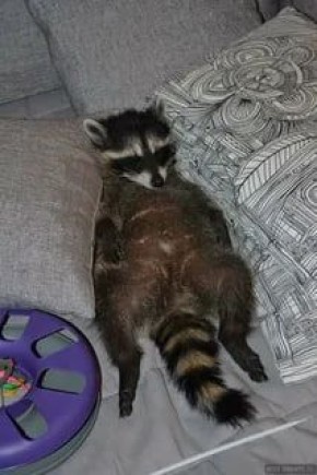 ������ ����, ������� ����������! ������ ����, ���������!