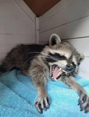 ������ ����, ������� ����������! ������ ����, ���������!