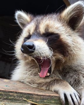 ������ ����, ������� ����������! ������ ����, ���������!