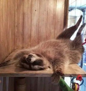 ������ ����, ������� ����������! ������ ����, ���������!