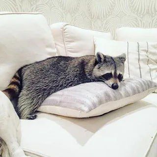 ������ ����, ������� ����������! ������ ����, ���������!