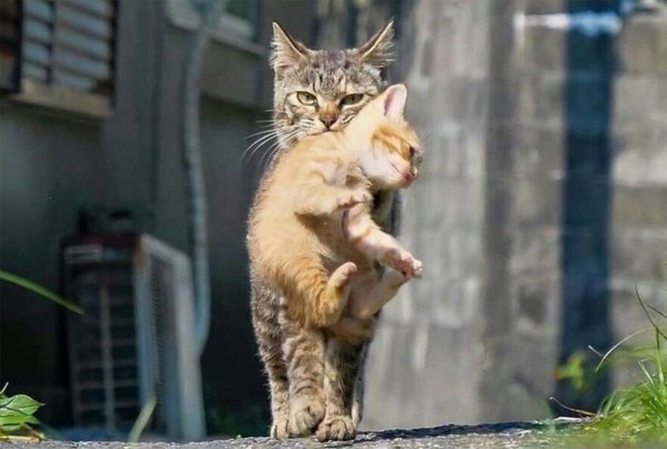 ���� �������: ��������� ����� �������� ������� � ������� � ������� �� ������� ����� ������