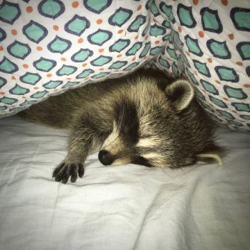 ������ ����, ������� ����������! ������ ����, ���������!