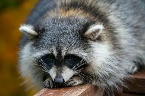 ������ ����, ������� ����������! ������ ����, ���������!