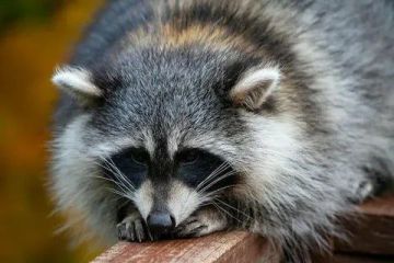 ������ ����, ������� ����������! ������ ����, ���������!