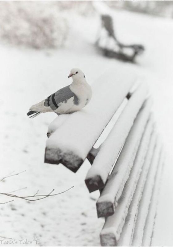 ������� ����������� ����!