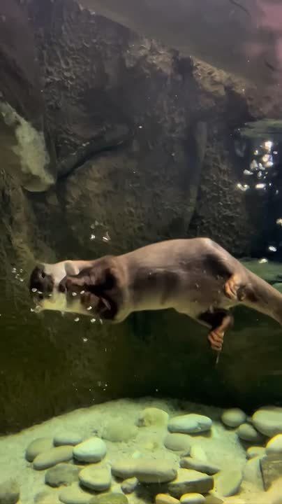 ����� ���� ���� �������� ������� ��������