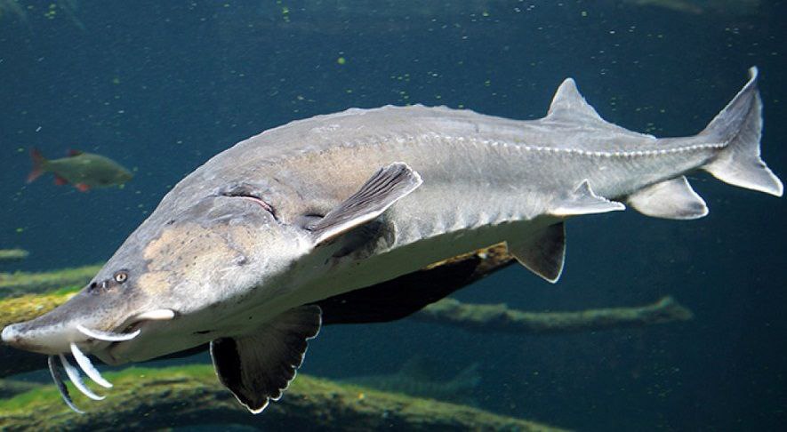 В Азовское море планируют выпустить порядка 400 тыс