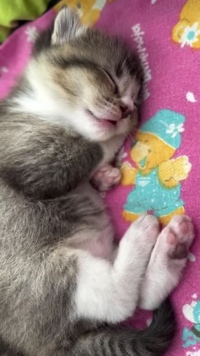 ��� ���� ���� ��������. ���������� ������������ � ��������