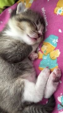 ��� ���� ���� ��������. ���������� ������������ � ��������