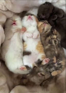 ��� ���� ���� ��������. ������ ������������ � ��������