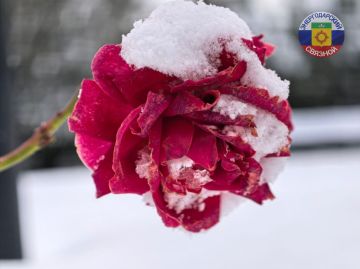 Доброе утро, друзья! Совсем скоро наступит долгожданная весна, появится молодая яркая зелень и разноцветные первоцветы