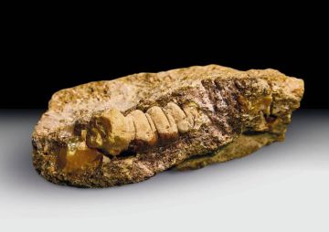 Необычный янтарь-жук нашли в России