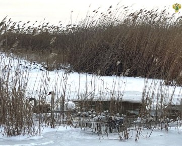 Мелитопольская межрайонная природоохранная прокуратура по обращению жителей Бердянского района провела проверку по факту возможного нахождения в опасности птиц, занесенных в Красную книгу Российской Федерации