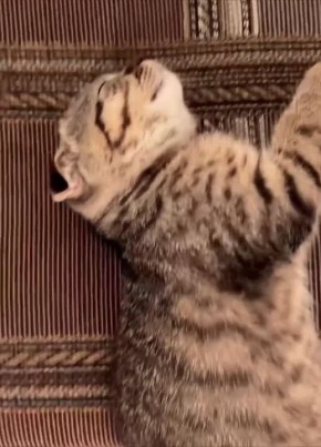 ���� ��������. ����� ��������� �� �������� � ������� �������� �� ��������