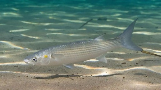 С наступлением весны и активизацией подводной жизни в водоемах Запорожской области официально начался очередной сезон рыболовного промысла 2026 года