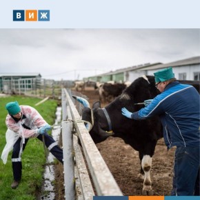 Страны СНГ утвердили комплекс мер по борьбе с бруцеллезом до 2032 года