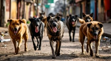 Чат-бот для сбора информации о местах скопления животных без владельцев заработал в Запорожской области