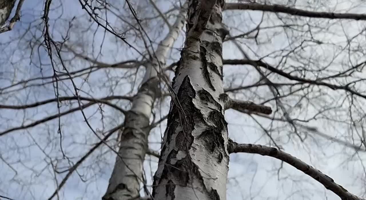 Доброе утро!. 4 марта, четверг В сегодняшнем видео — изящная берёзка, символизирующая пробуждение природы, нежность и надежду