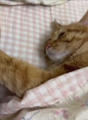 ���, ������ �����������. ������ ������ �� ���, ����� ����